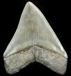 Megalodon Tooth - Serrated Blade #44816-2